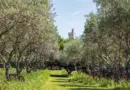Entre Festival d’Avignon et Puy du Fou, un abîme culturel… et financier ! – Boulevard Voltaire
