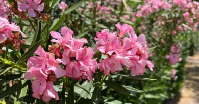 Est-ce que le laurier rose est nocif pour les enfants et les animaux ?