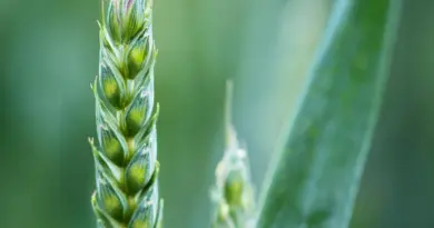 États-Unis : des droits de douane à 30 % pour l’UE ; quel impact pour l’agroalimentaire et l’agriculture