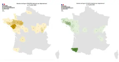 FCO 3 et 8 : de nouveaux cas déclarés sur le territoire