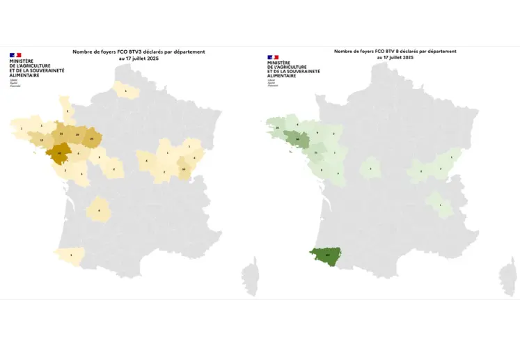 FCO 3 et 8 : de nouveaux cas déclarés sur le territoire