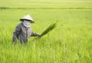 Ghana : Complete Farmer reçoit 2,5 M$ pour moderniser l’agriculture au nord du pays