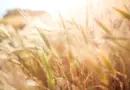 Haïti – Agriculture : La Colombie et Haïti progressent dans leur coopération agricole – HaitiLibre.com
