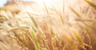 Haïti – Agriculture : La Colombie et Haïti progressent dans leur coopération agricole – HaitiLibre.com