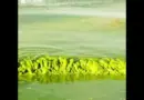 How to eliminate algae blooms with big data