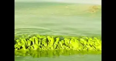 How to eliminate algae blooms with big data