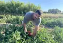« Il ne faudrait pas que ça dure tout l’été » : les chaleurs caniculaires impactent l’activité des maraîchers comme au Jardin des Pélicans à Loupian