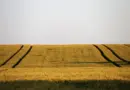 « Ils ont osé faire pousser des fraises dans les airs » : Dyson bouleverse l’agriculture moderne avec sa ferme verticale futuriste et écologique