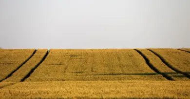 « Ils ont osé faire pousser des fraises dans les airs » : Dyson bouleverse l’agriculture moderne avec sa ferme verticale futuriste et écologique