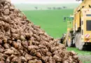 Importations de sucre ukrainien sans droits de douane : « 100 000 t, c’est trop ! »
