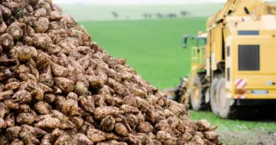 Importations de sucre ukrainien sans droits de douane : « 100 000 t, c’est trop ! »