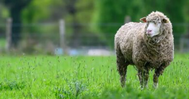 « Je suis complètement désemparé » : un éleveur de moutons confrontés à des vols à répétition exprime son exaspération