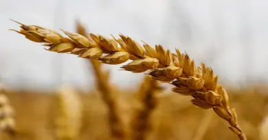 L’ENSA doit se réorienter vers la formation à l’entreprenariat agricole (directeur)