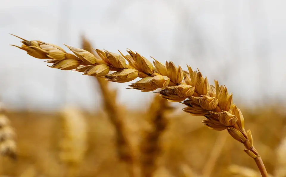 L’ENSA doit se réorienter vers la formation à l’entreprenariat agricole (directeur)