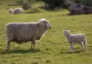 L’UE envisage un plafonnement des subventions agricoles dans la réforme budgétaire, selon un projet