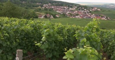 La Champagne diminue son rendement de raisin à 9 000 kilos par hectare, « il faut réduire ce stock »