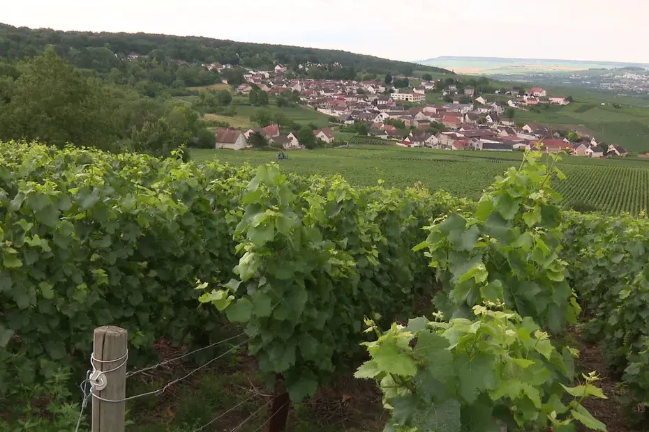 La Champagne diminue son rendement de raisin à 9 000 kilos par hectare, « il faut réduire ce stock »