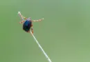 La Turquie saisie par la panique des tiques porteuses d’un virus potentiellement mortel