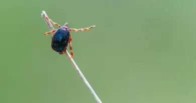 La Turquie saisie par la panique des tiques porteuses d’un virus potentiellement mortel