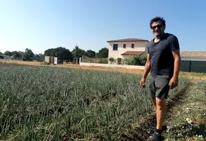 La cèbe, l’oignon doux qui fait battre l’âme de Lézignan depuis huit siècles, est en fête ce samedi