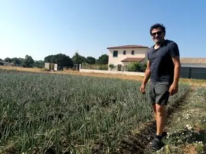 La cèbe, l’oignon doux qui fait battre l’âme de Lézignan depuis huit siècles, est en fête ce samedi