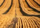 La loi Duplomb, « un recul brutal » aux yeux d’Agrobio Deux-Sèvres – Ouest-France