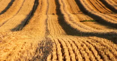 La loi Duplomb, « un recul brutal » aux yeux d’Agrobio Deux-Sèvres – Ouest-France