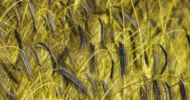 L’agence américaine de l’agriculture met fin à la prise en compte de la race et du sexe dans de nombreux programmes agricoles