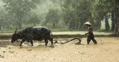 L’agriculture circulaire : solutions pour un développement durable