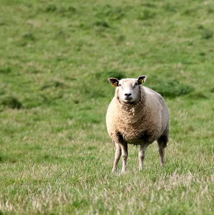 L’agriculture circulaire : solutions pour un développement durable