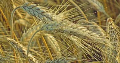 L’agriculture recrute : vers un emploi durable