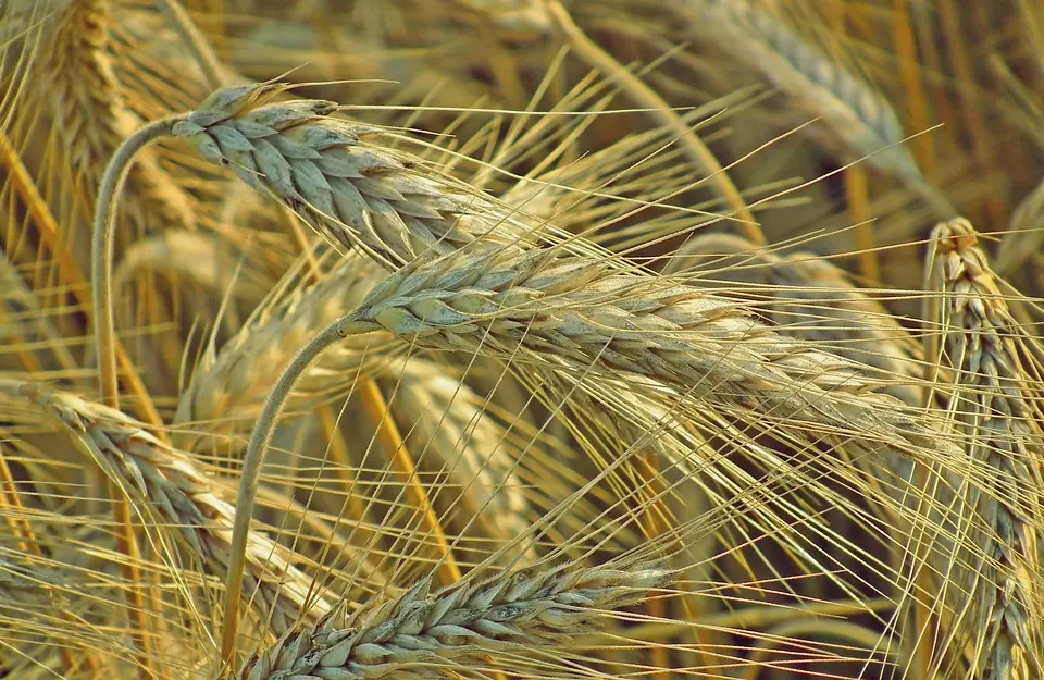 L’agriculture recrute : vers un emploi durable