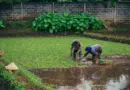 Lancement du cycle « Résilience océan Indien » : une conférence-débat sur l’agriculture et la biodiversité