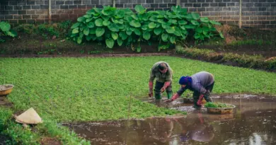 Lancement du cycle « Résilience océan Indien » : une conférence-débat sur l’agriculture et la biodiversité