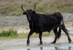 L’animal l’a chargé lors d’un contrôle : un agriculteur, accusé de maltraiter ses bêtes, grièvement blessé au thorax par un taureau