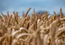 Le Maroc mise sur l’agritech pour rebâtir sa souveraineté alimentaire – afriqueitnews.com