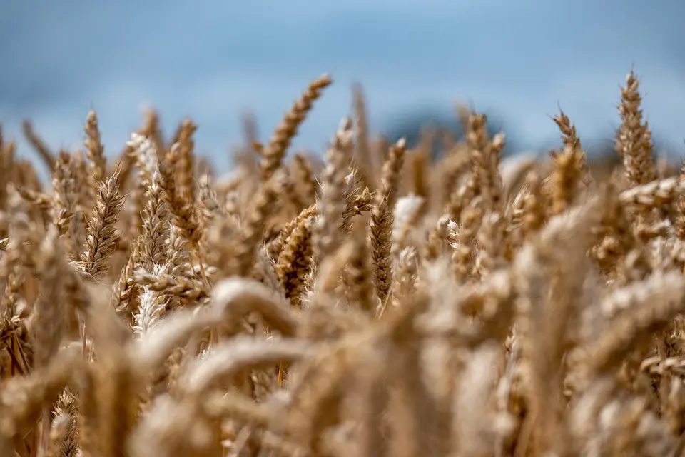 Le Maroc mise sur l’agritech pour rebâtir sa souveraineté alimentaire – afriqueitnews.com