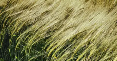Le budget de la politique agricole commune sera-t-il conservé ? Débats tendus en vue à Bruxelles