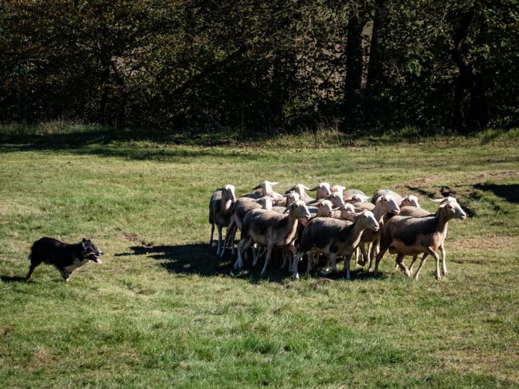 Le comportement des chiens de berger est dans leurs gènes