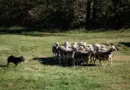 Le comportement des chiens de berger est dans leurs gènes