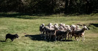 Le comportement des chiens de berger est dans leurs gènes