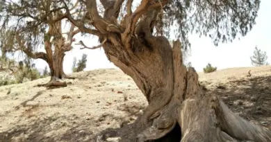 Le cyprès de l’Atlas, unique au Maroc, en danger critique d’extinction