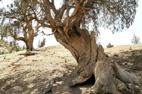 Le cyprès de l’Atlas, unique au Maroc, en danger critique d’extinction