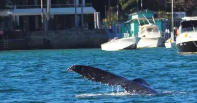 Le “jour de la bosse” : une baleine s’invite dans le port de Sydney
