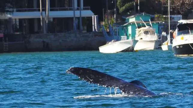 Le “jour de la bosse” : une baleine s’invite dans le port de Sydney
