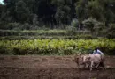 Le monde agricole refuse la révision des règles d’urbanisme sur ce territoire de Loire-Atlantique – Actu.fr