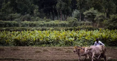 Le monde agricole refuse la révision des règles d’urbanisme sur ce territoire de Loire-Atlantique – Actu.fr
