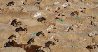 Le point sur la situation agricole dans la Loire en ce début d’été