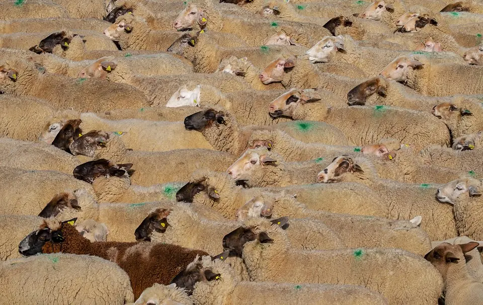 Le point sur la situation agricole dans la Loire en ce début d’été