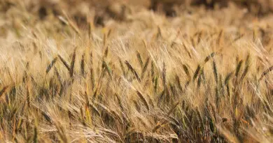 L’édito de Jean-Marcel Bouguereau : « La pétition (contre la loi Duplomb) qui impose un débat public sur l’agriculture
